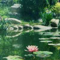 闖入現實版綠野仙蹤🌿中山植物園北園治愈指南