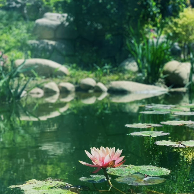 闖入現實版綠野仙蹤🌿中山植物園北園治愈指南