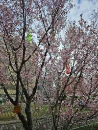 🌸札幌二條市場前公園的櫻花盛宴🌸