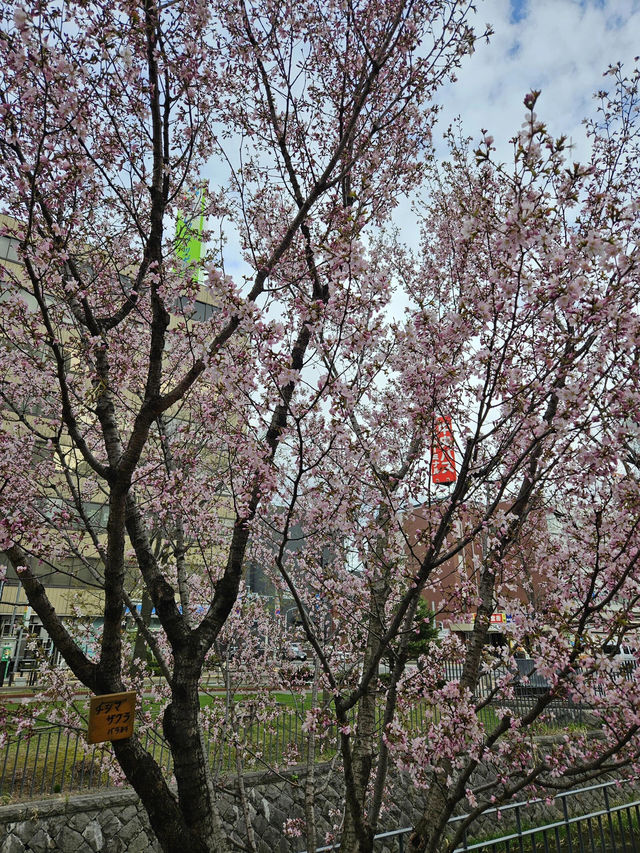 🌸札幌二條市場前公園的櫻花盛宴🌸 🌸札幌二條市場前公園的櫻花盛宴🌸