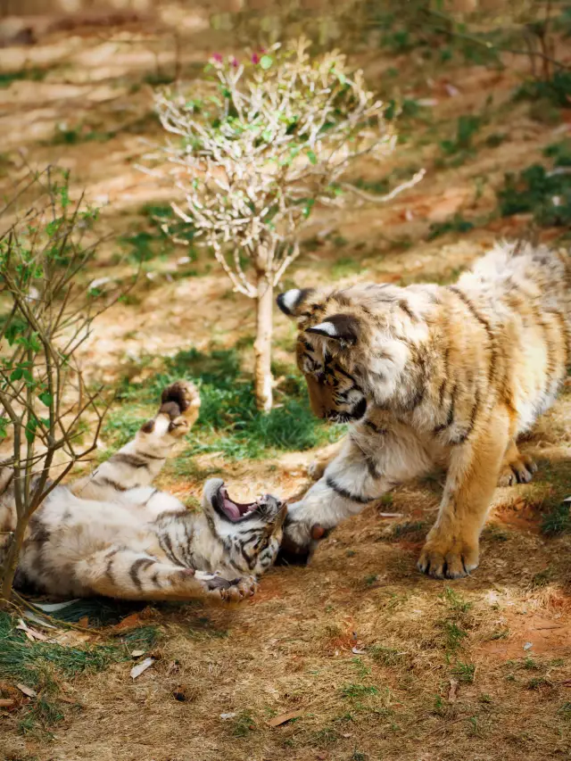 Zoo Walk | Don't Miss Spring at Yunnan Wildlife Park