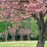 🌸釜山櫻花終極浪漫！復瓣櫻花壓軸綻放太絕美啦～