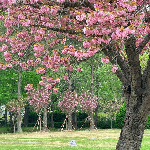 🌸釜山櫻花終極浪漫！復瓣櫻花壓軸綻放太絕美啦～