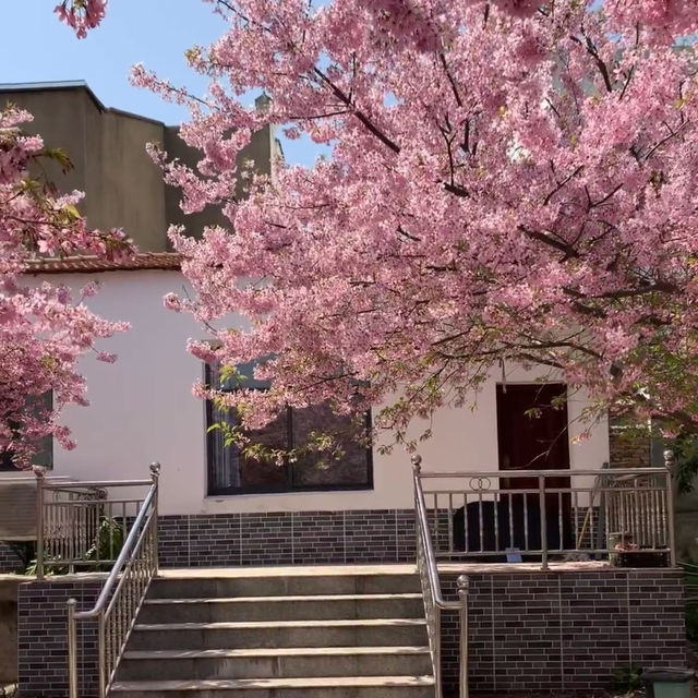 🌸武漢私藏賞櫻地！楚風櫻花園美到心顫，人少出片快！