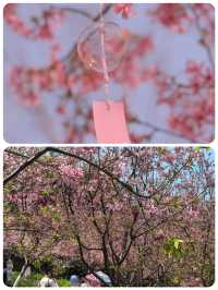 狐尾山櫻花谷「春風來信 櫻花寄語」