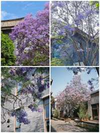 古風×藍紫｜富民上河院暴擊指南