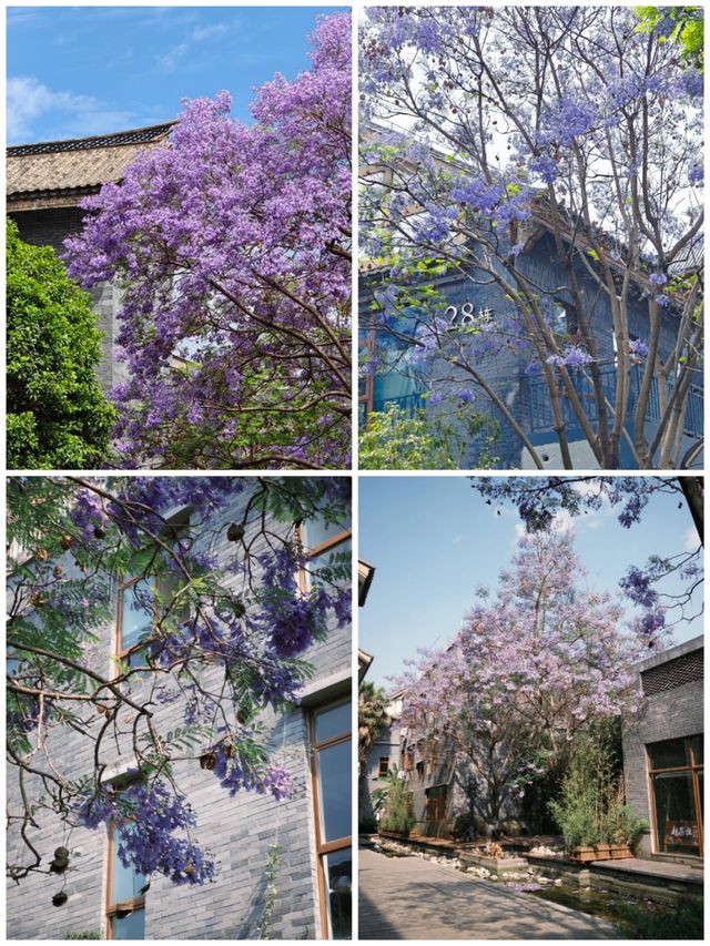 古風×藍紫｜富民上河院暴擊指南