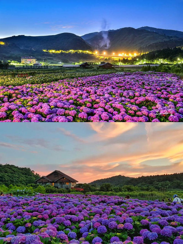 去台灣，千萬不能錯過這片繡球花海