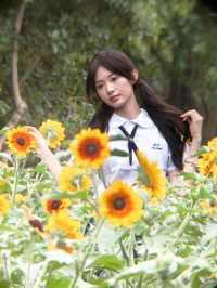 深圳寶子們快看！市民中心藏了片「現實版陽光畫布」🌻✨五一假期誤闖這片向日葵花海，直接被美到走不動路！