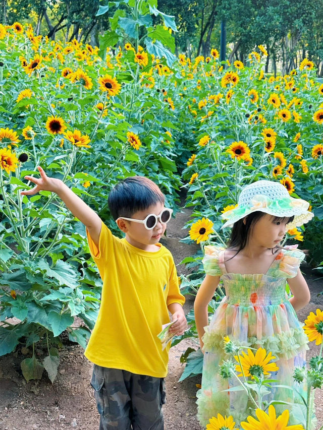 深圳福田的寶子們衝啊！🆕超近市中心的向日葵花海現身市民中心🌻不用遠赴郊區，地鐵直達就能擁抱整片金燦燦的浪漫！