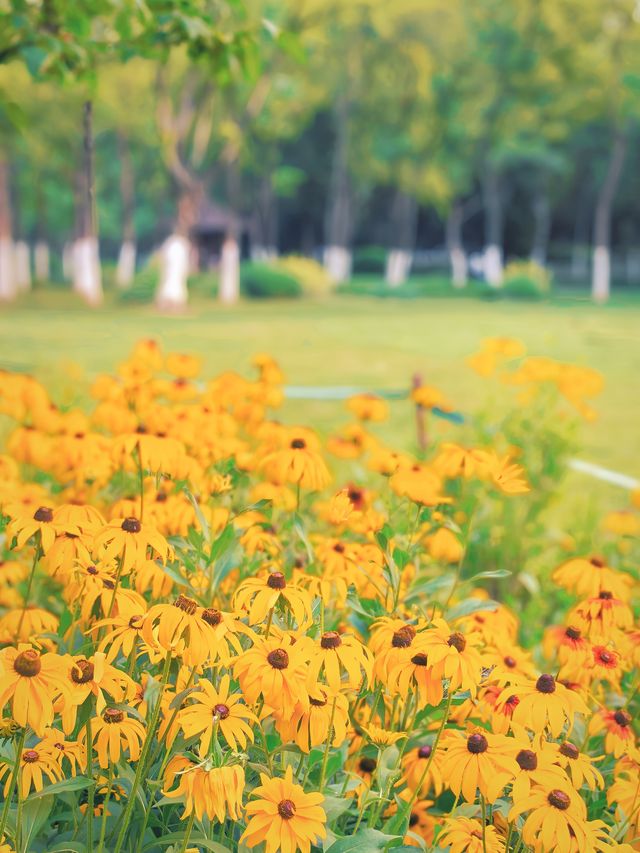 合肥古逍遙津｜穿越千年的古典徽派公園