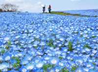 花海騎遊·與鯊共舞：探索福岡海之中道