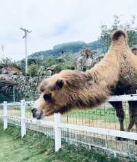 漳州木野山莊：新興旅遊地標