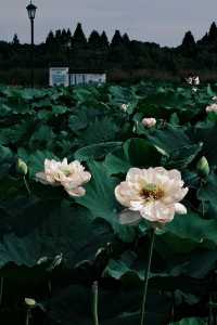 杭州周邊賞荷好去處🪷夏日頂流真係太驚艷