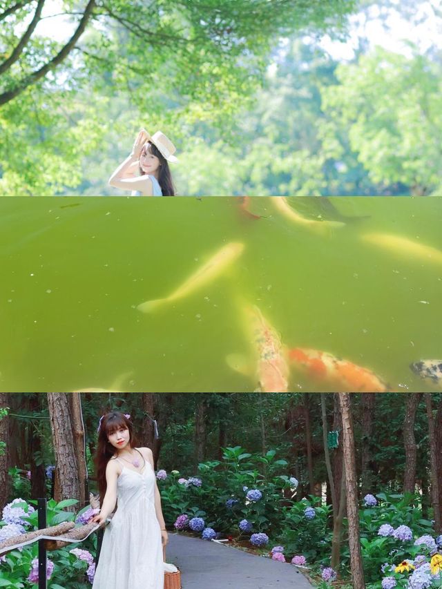 六月揚州太驚艷！被這片花海治癒到了