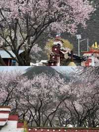 波密桃花溝：邂逅一場春日嘅粉色浪漫