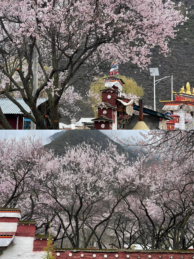 波密桃花溝：邂逅一場春日嘅粉色浪漫