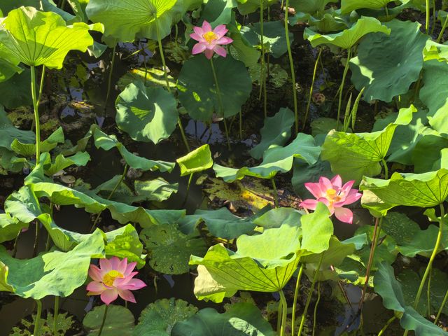 夏日限定！荷花池打卡靚到爆燈