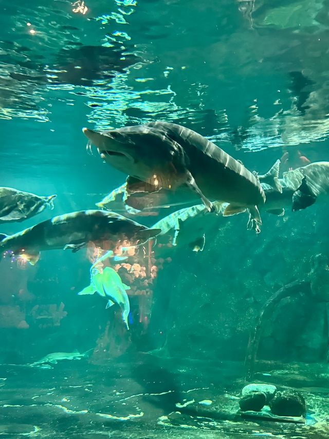 來西安必打卡華夏文旅海洋公園駝鈴傳奇秀
