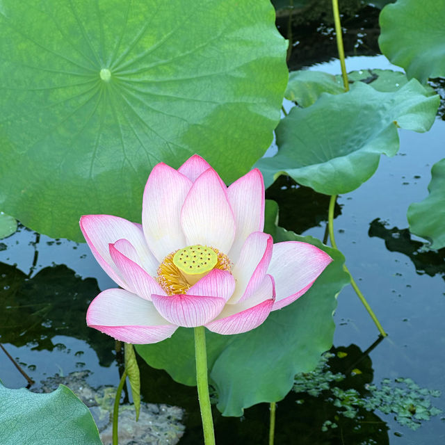曲院風荷｜清晨6點的荷塘獨享時刻，錯過湛碧樓卻邂逅網紅金魚
