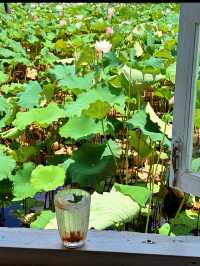 蕪湖夏日限定：荷花咖啡與市中心度假
