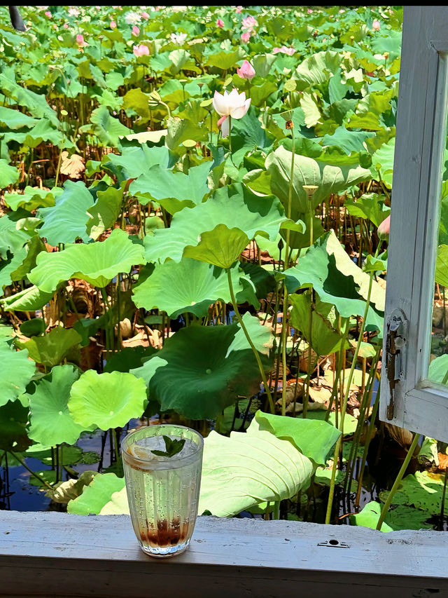 蕪湖夏日限定：荷花咖啡與市中心度假