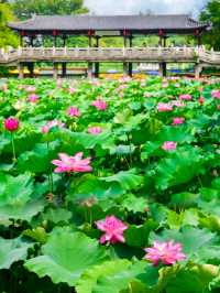 以為西湖嘅荷花已經夠靚!直到去咗鎮江金山寺🪷