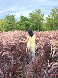 暑假親子遊|彌勒太平湖森林公園(附攻略)
