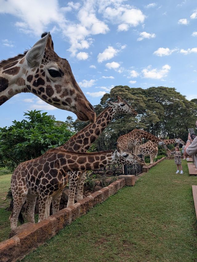 Unforgettable Stay at Giraffe Manor