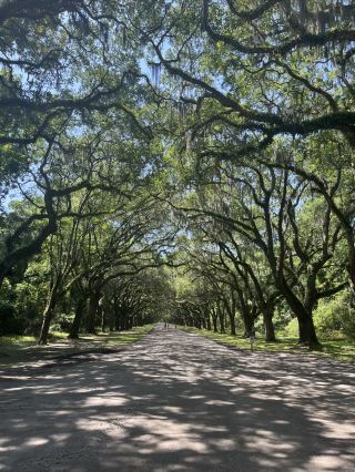 Savannah, a Southern Town in the United States - Filming Location of Forrest Gump