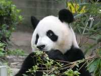 Chengdu Panda Base
