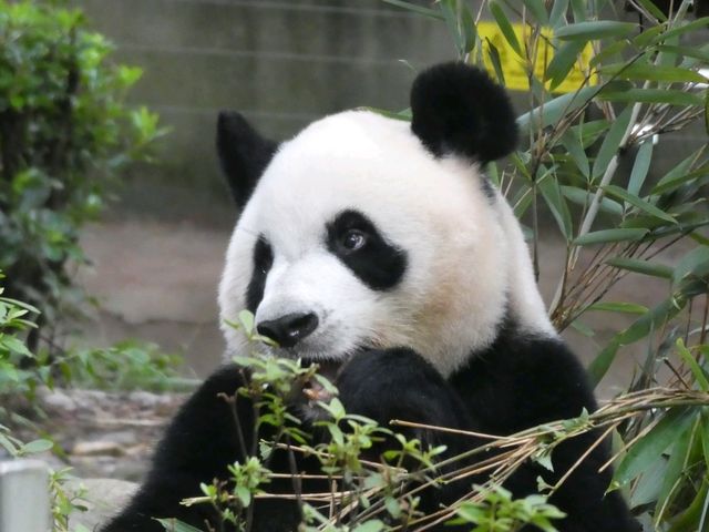 Chengdu Panda Base