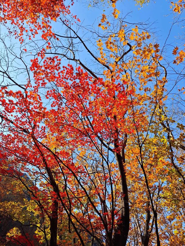 五女山秋：紅葉雲海，遼東秘境