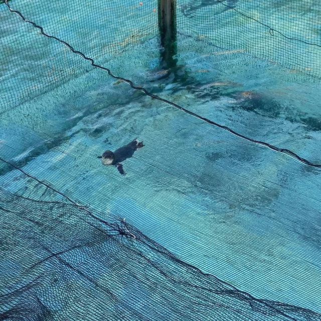 【東京】葛西臨海公園水族園へ🐠🫧‪