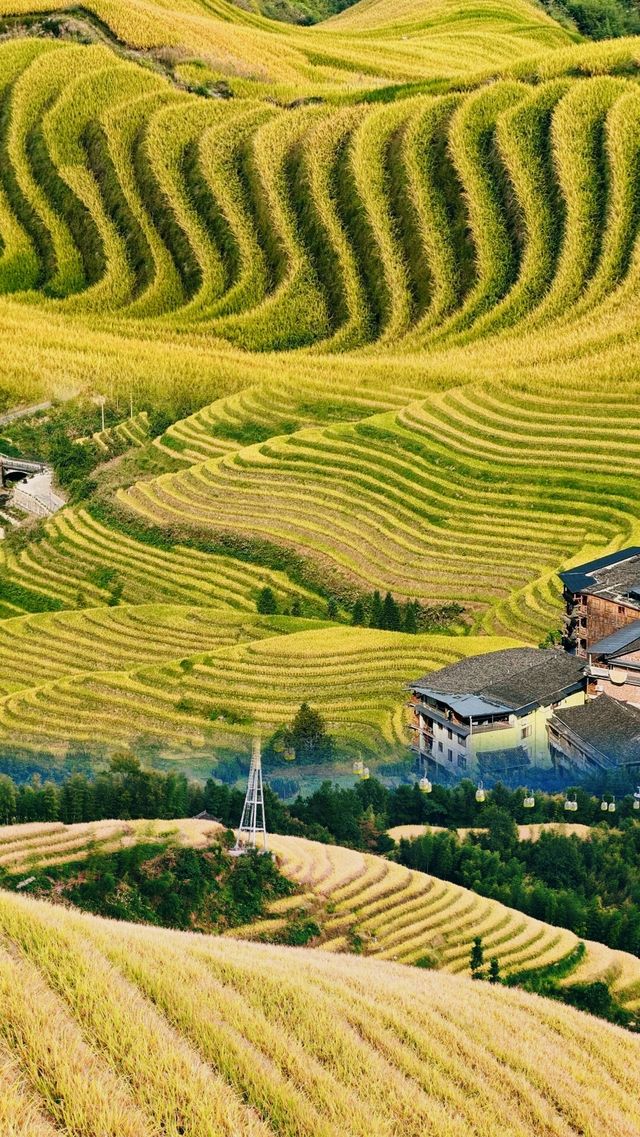 金色梯田的視覺暴擊！不用人擠人！