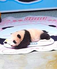重慶動物園大熊貓上新啦
