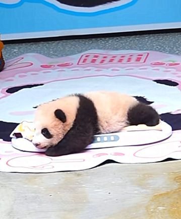 重慶動物園大熊貓上新啦