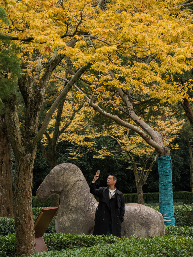 10.20實況明孝陵秋色已上演了真的美到窒息