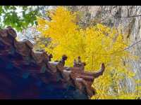 淄博白石洞11月遊玩攻略:邂逅千年銀杏之美