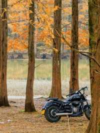 陝西絕美水上森林秋日限定版仙境風景！