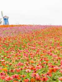 秋遊南京3日遊這份攻略碼住不虧