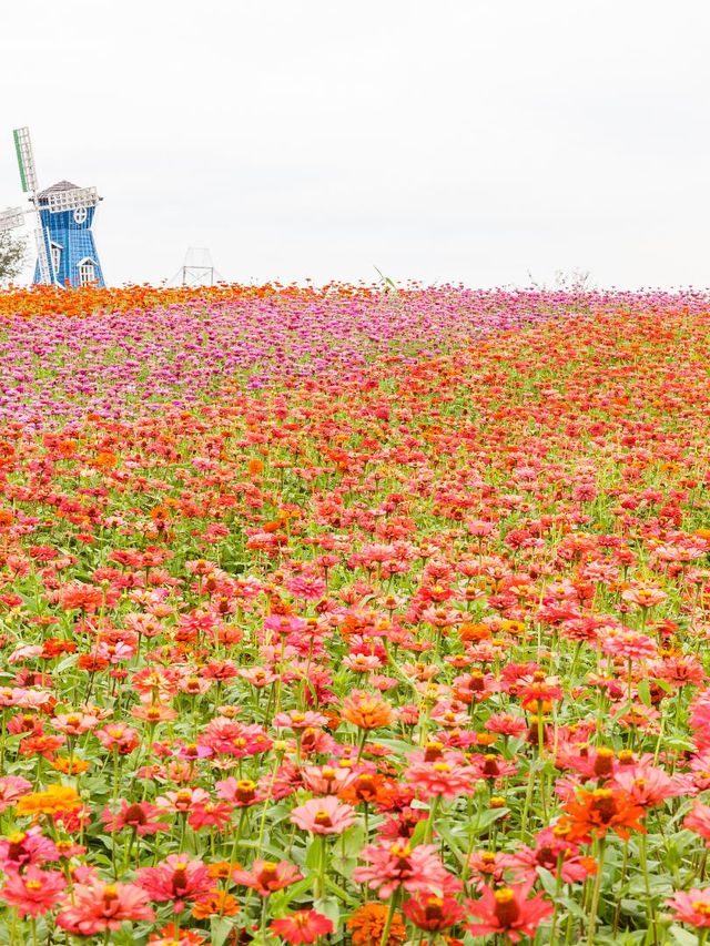 秋遊南京3日遊這份攻略碼住不虧