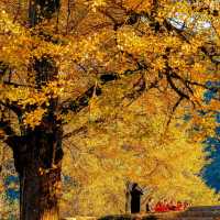 中國醉美銀杏村落·桐子坳