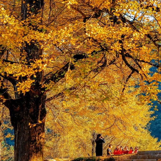 中國醉美銀杏村落·桐子坳