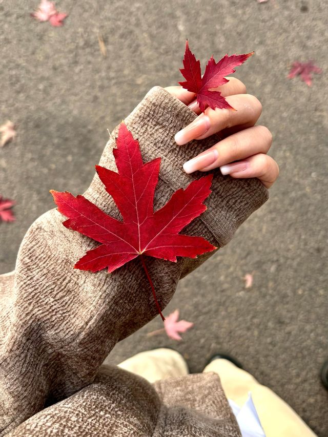 邯鄲紅葉景點推薦｜紅葉漫行必看5大秘境隨手拍大片！