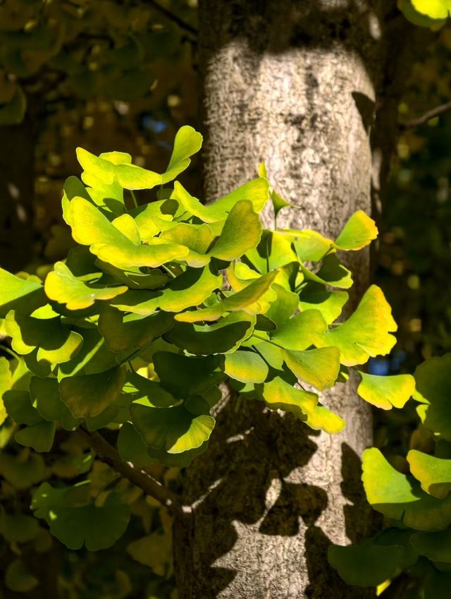 秋之韻：凋零與豐收的交響