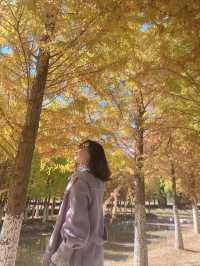 麒麟城的初冬,是打翻的調色盤