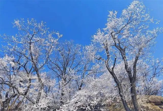 雞公山初雪銀裝盛景