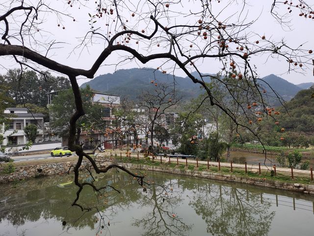 令人驚艷的賞秋之地——中國甜柿第一村 令人驚艷的賞秋之地——中國甜柿第一村