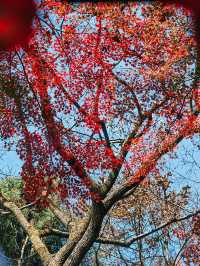 親測更新｜莫干山賞楓私藏路線